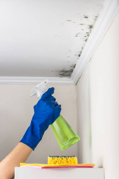 Best Home Mold Removal  in Lebanon Junction, KY